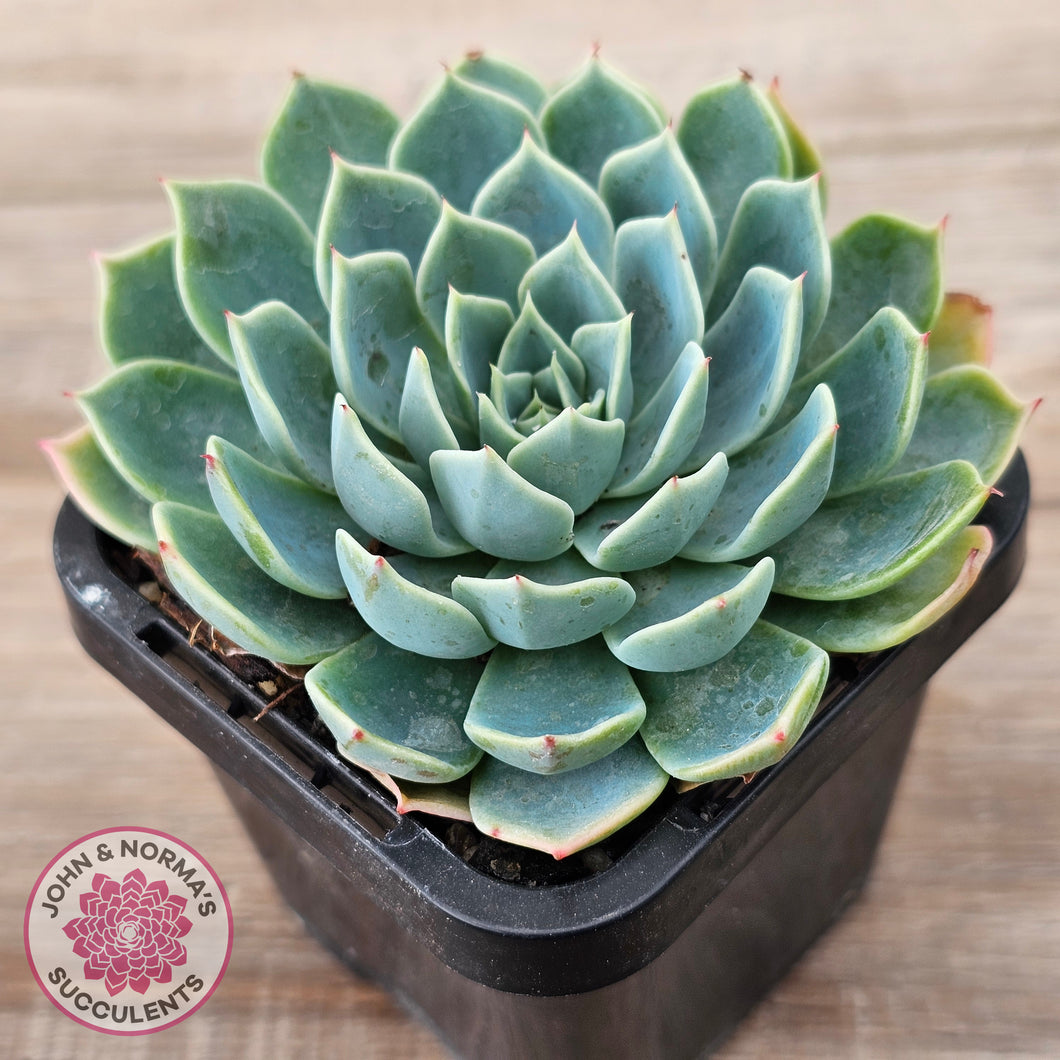 Echeveria secunda 'Glauca'