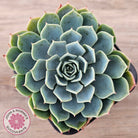 Echeveria secunda 'Glauca'