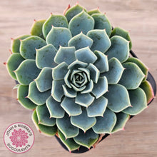 Load image into Gallery viewer, Echeveria secunda &#39;Glauca&#39;
