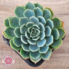 Echeveria secunda 'Glauca'
