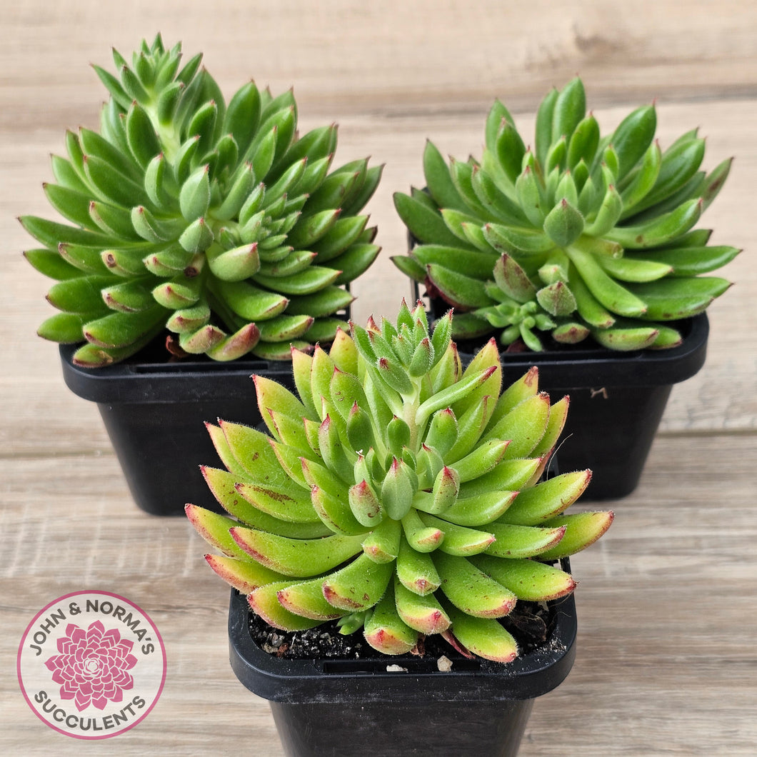 Echeveria setosa 'Arrow'
