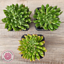 Load image into Gallery viewer, Echeveria setosa &#39;Arrow&#39;
