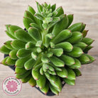 Echeveria setosa 'Arrow'