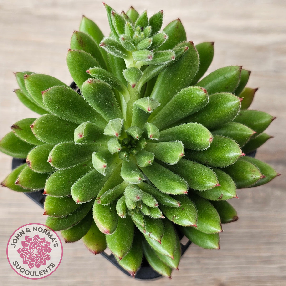 Echeveria setosa 'Arrow'