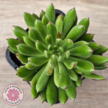 Load image into Gallery viewer, Echeveria setosa &#39;Arrow&#39;
