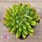 Echeveria setosa 'Arrow'