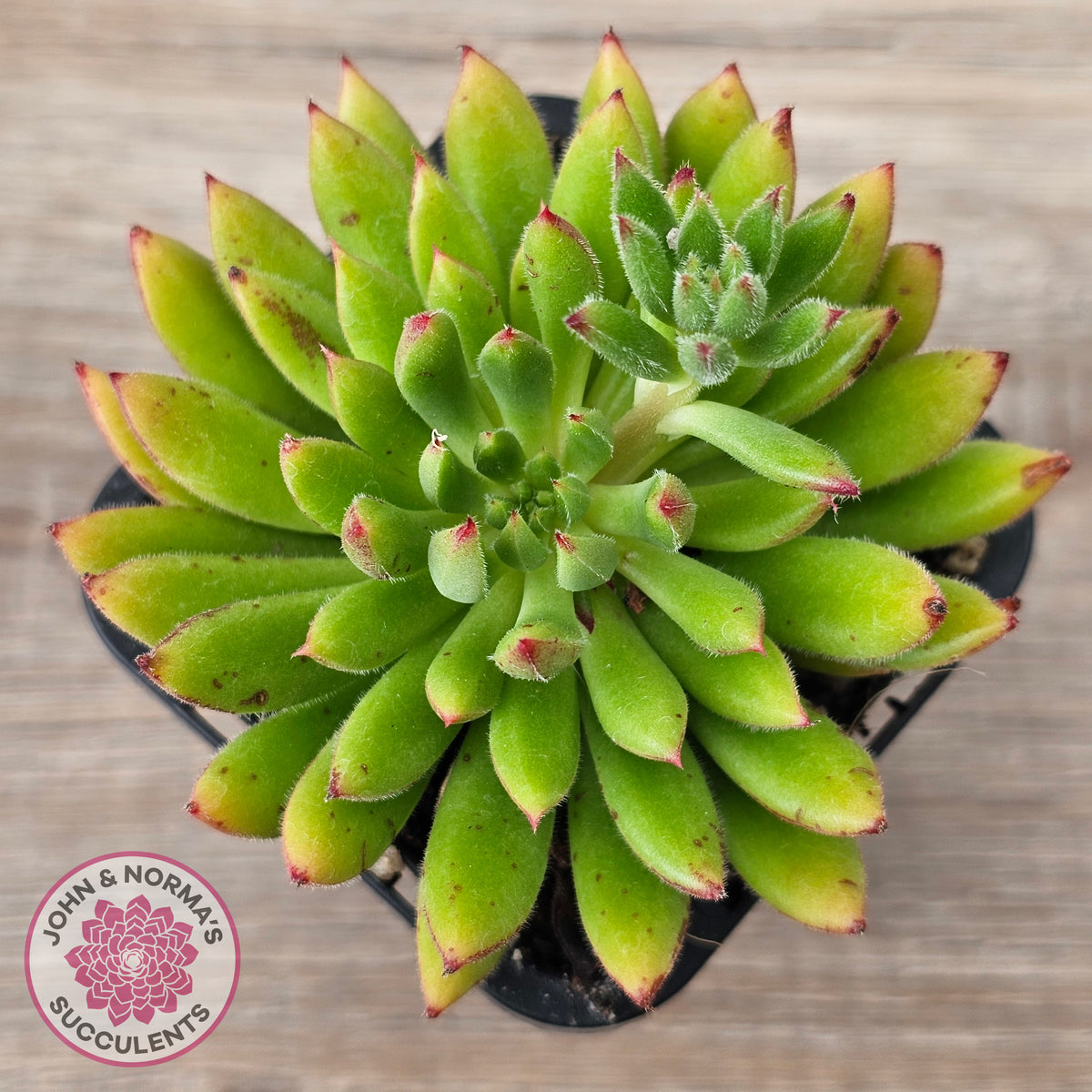 Echeveria setosa 'Arrow'
