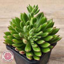 Load image into Gallery viewer, Echeveria setosa &#39;Arrow&#39;
