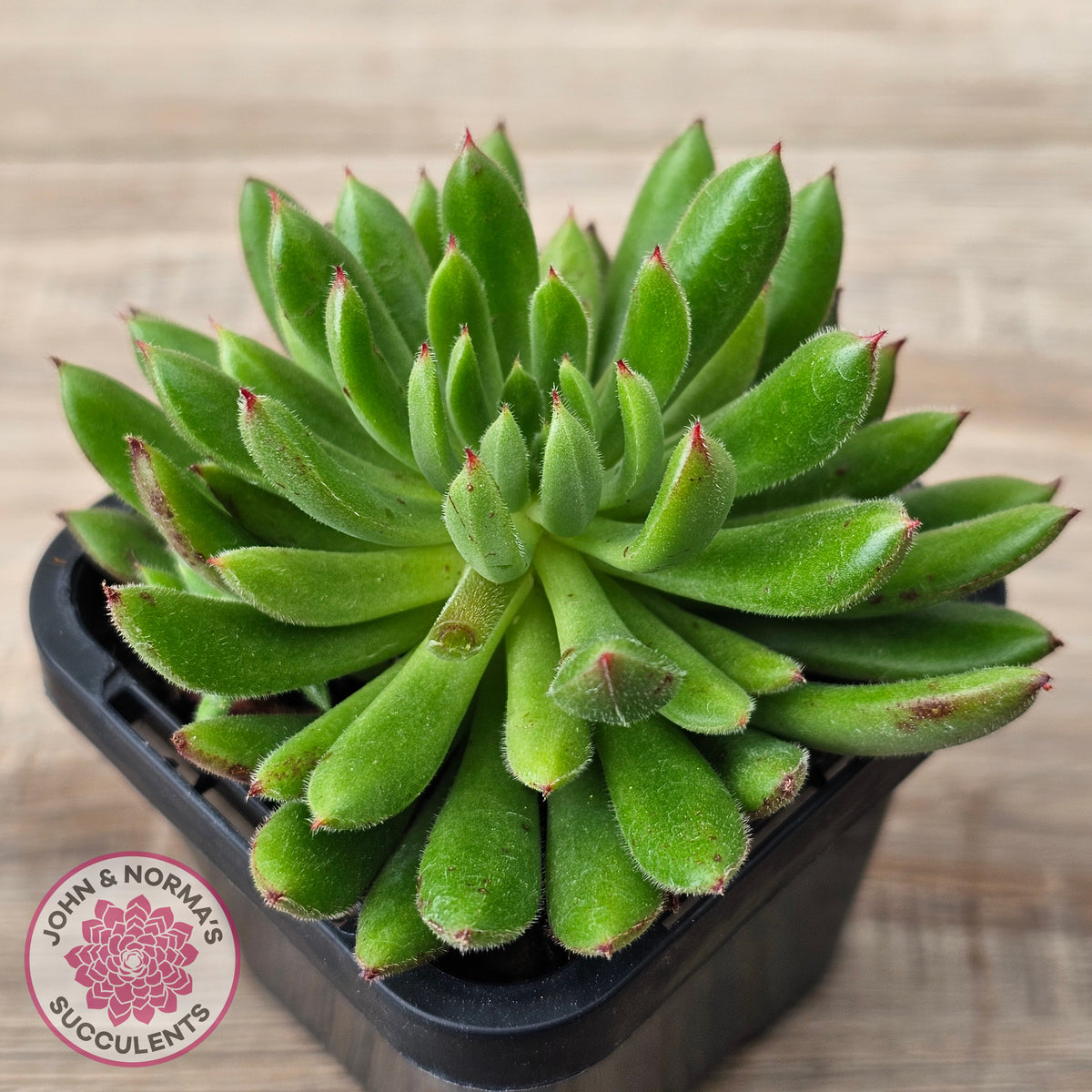 Echeveria setosa 'Arrow'