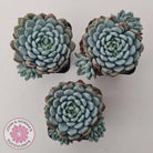 Echeveria setosa var. deminuta x laui