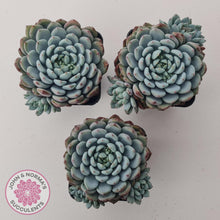 Load image into Gallery viewer, Echeveria setosa var. deminuta x laui - John &amp; Norma&#39;s Succulents Australia
