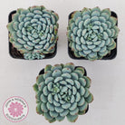 Echeveria setosa var. deminuta x laui