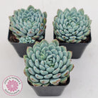 Echeveria setosa var. deminuta x laui