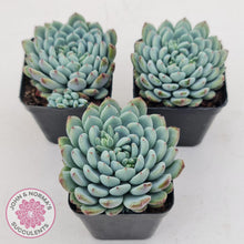 Load image into Gallery viewer, Echeveria setosa var. deminuta x laui - John &amp; Norma&#39;s Succulents Australia
