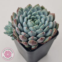 Load image into Gallery viewer, Echeveria setosa var. deminuta x laui - John &amp; Norma&#39;s Succulents Australia
