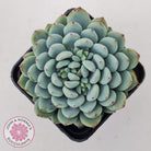 Echeveria setosa var. deminuta x laui