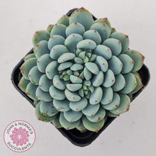 Load image into Gallery viewer, Echeveria setosa var. deminuta x laui - John &amp; Norma&#39;s Succulents Australia
