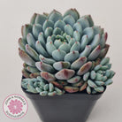 Echeveria setosa var. deminuta x laui