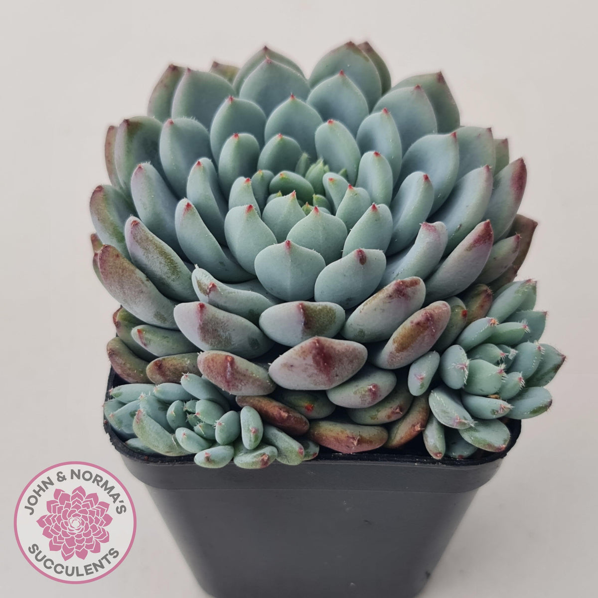 Echeveria setosa var. deminuta x laui