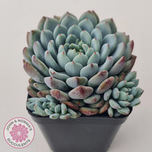 Load image into Gallery viewer, Echeveria setosa var. deminuta x laui - John &amp; Norma&#39;s Succulents Australia
