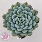 Echeveria setosa var. deminuta x laui