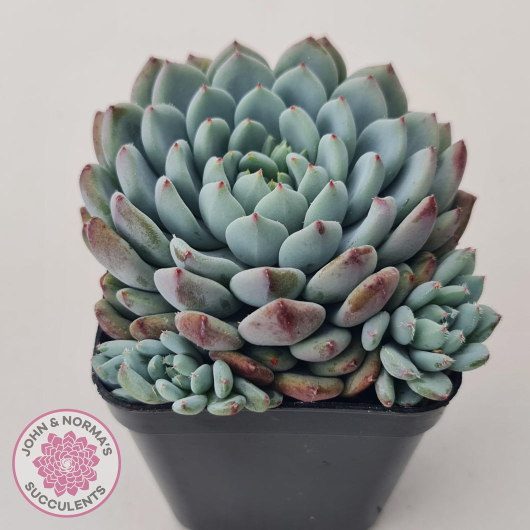 Echeveria setosa var. deminuta x laui - John & Norma's Succulents Australia