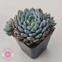 Load image into Gallery viewer, Echeveria setosa var. deminuta x laui - John &amp; Norma&#39;s Succulents Australia
