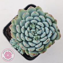 Load image into Gallery viewer, Echeveria setosa var. deminuta x laui - John &amp; Norma&#39;s Succulents Australia
