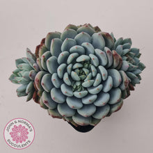 Load image into Gallery viewer, Echeveria setosa var. deminuta x laui - John &amp; Norma&#39;s Succulents Australia
