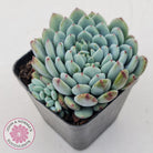 Echeveria setosa var. deminuta x laui