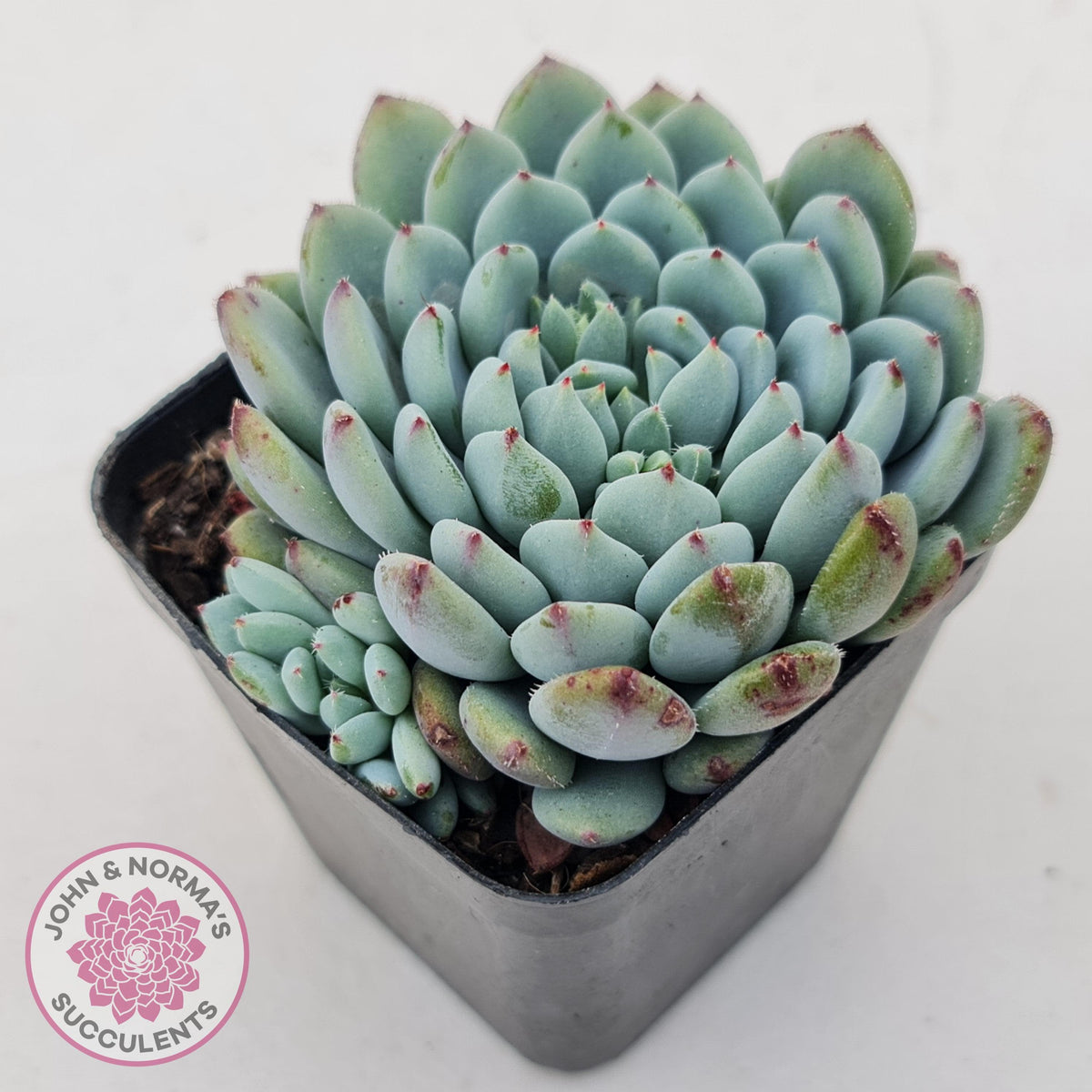 Echeveria setosa var. deminuta x laui