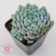 Load image into Gallery viewer, Echeveria setosa var. deminuta x laui - John &amp; Norma&#39;s Succulents Australia
