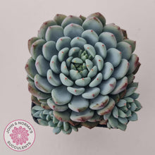 Load image into Gallery viewer, Echeveria setosa var. deminuta x laui - John &amp; Norma&#39;s Succulents Australia
