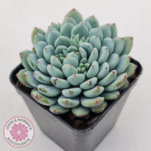 Load image into Gallery viewer, Echeveria setosa var. deminuta x laui - John &amp; Norma&#39;s Succulents Australia
