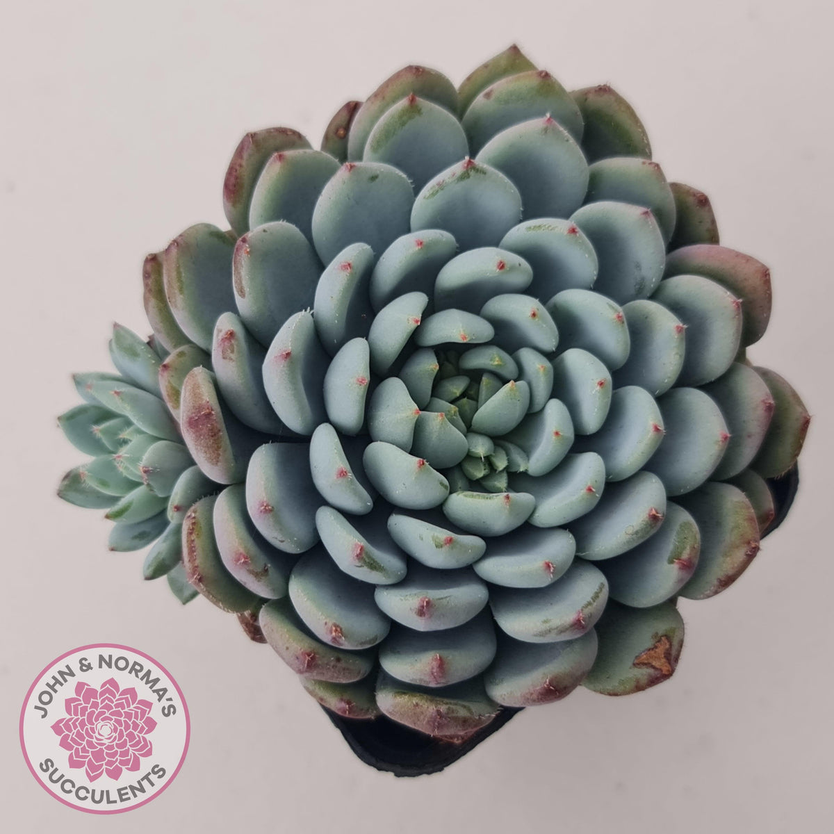 Echeveria setosa var. deminuta x laui