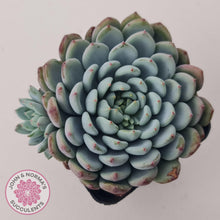 Load image into Gallery viewer, Echeveria setosa var. deminuta x laui - John &amp; Norma&#39;s Succulents Australia
