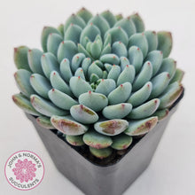 Load image into Gallery viewer, Echeveria setosa var. deminuta x laui - John &amp; Norma&#39;s Succulents Australia
