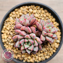 Load image into Gallery viewer, Echeveria subcorymbosa 030 giant form (multi)
