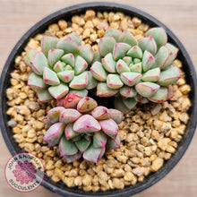 Load image into Gallery viewer, Echeveria subcorymbosa 030 giant form (multi)
