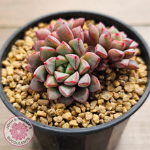 Load image into Gallery viewer, Echeveria subcorymbosa 030 giant form (multi)
