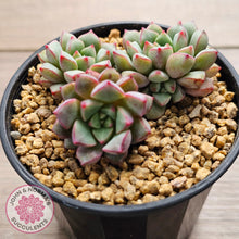 Load image into Gallery viewer, Echeveria subcorymbosa 030 giant form (multi)
