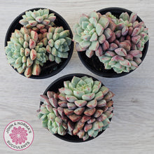 Load image into Gallery viewer, Echeveria subcorymbosa 030 giant form (multi)
