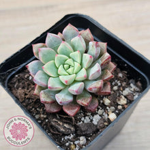 Load image into Gallery viewer, Echeveria subcorymbosa 030 giant form - John &amp; Norma&#39;s Succulents Australia
