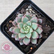 Load image into Gallery viewer, Echeveria subcorymbosa 030 giant form - John &amp; Norma&#39;s Succulents Australia
