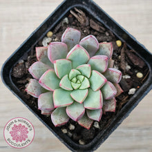 Load image into Gallery viewer, Echeveria subcorymbosa 030 giant form - John &amp; Norma&#39;s Succulents Australia
