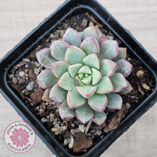 Load image into Gallery viewer, Echeveria subcorymbosa 030 giant form - John &amp; Norma&#39;s Succulents Australia
