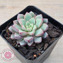 Load image into Gallery viewer, Echeveria subcorymbosa 030 giant form - John &amp; Norma&#39;s Succulents Australia
