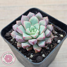 Load image into Gallery viewer, Echeveria subcorymbosa 030 giant form - John &amp; Norma&#39;s Succulents Australia
