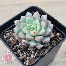 Load image into Gallery viewer, Echeveria subcorymbosa 030 giant form - John &amp; Norma&#39;s Succulents Australia
