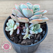Load image into Gallery viewer, Echeveria Subcorymbosa Lau 026 (w pups)
